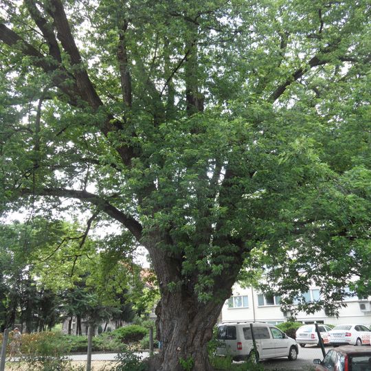 Cukrový javor v Kolíně