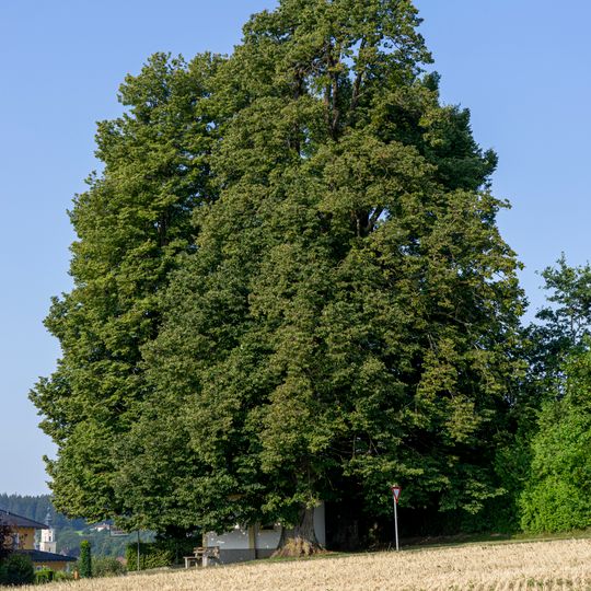 Linden bei der Wimmerkapelle