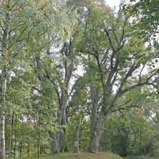 Svatogothardské lípy