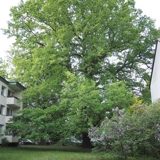 Stiel-Eiche Breite Straße 33