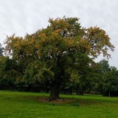 Hrušeň pod Javorníkem