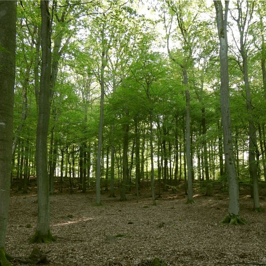 Naturwaldreservat Kreuzbuckel