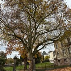 Platane an der Karl-Marx-Straße