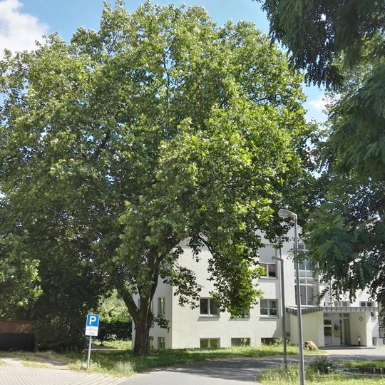 Platane in Senftenberg auf dem Gelände der Studiobühne