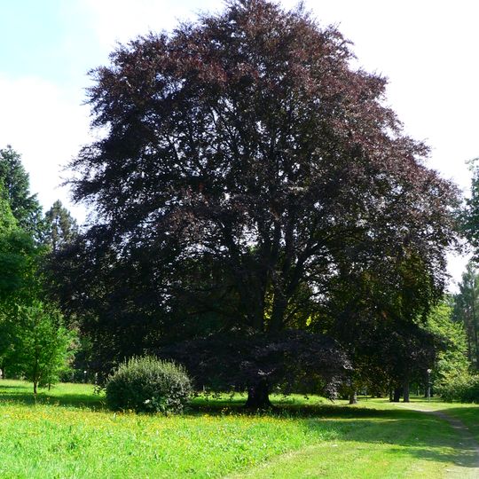 Červenolistý buk v Darkově