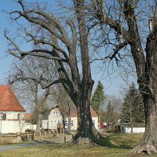 Naturdenkmal Winterlinde Dobra
