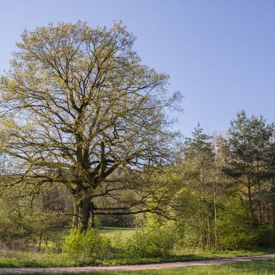 Die Eiche im Schwarzachtal