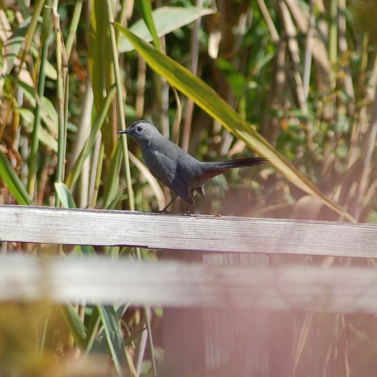 Great Flats Nature Trail