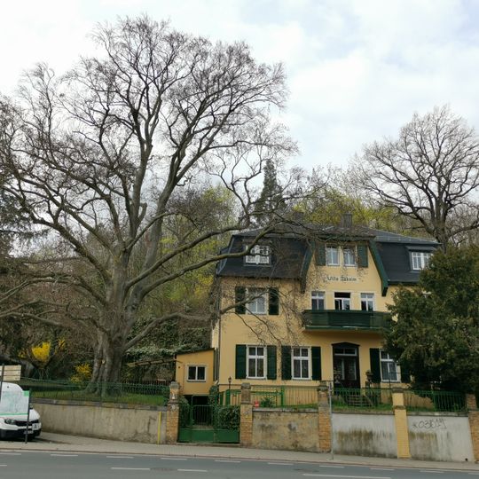 Blutbuche Ossietzkystraße 61 in Meißen