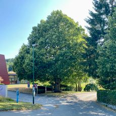 Zöttllinde bei der Eisernen Hand