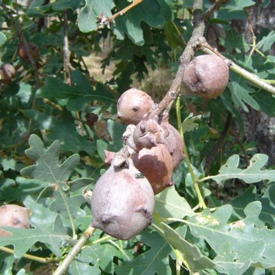Jardín botánico Villa San Roque