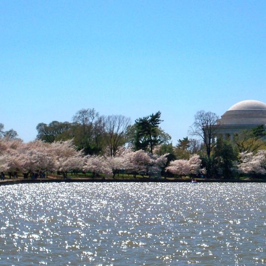 National Cherry Blossom Festival