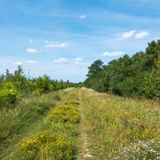 Norbert-Scheed-Wald