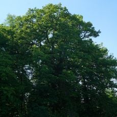 Eiche an der Tübinger Straße