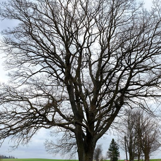 Dub nad Starým rybníkem