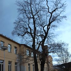 Prachatický liliovník