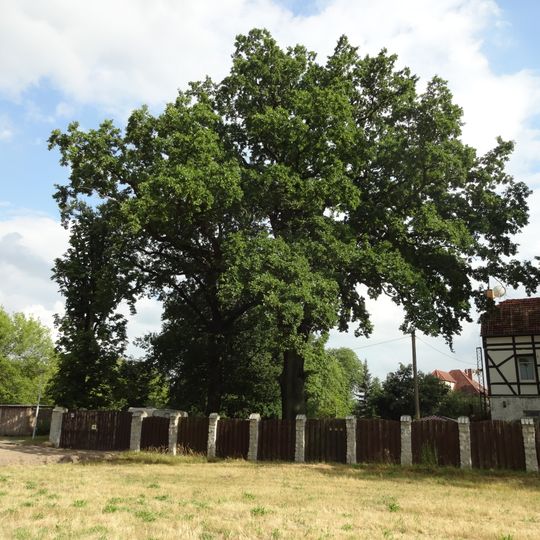 Naturdenkmal Stieleiche