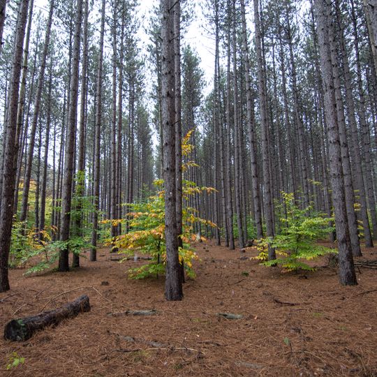 Manistee National Forest