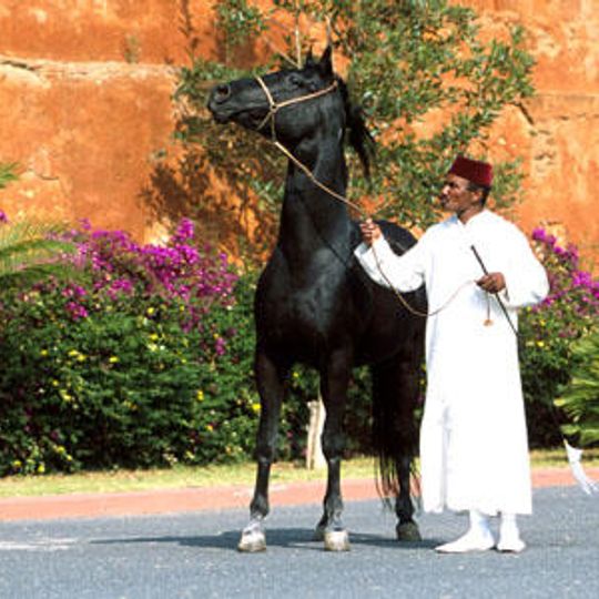 Bouznika national stud