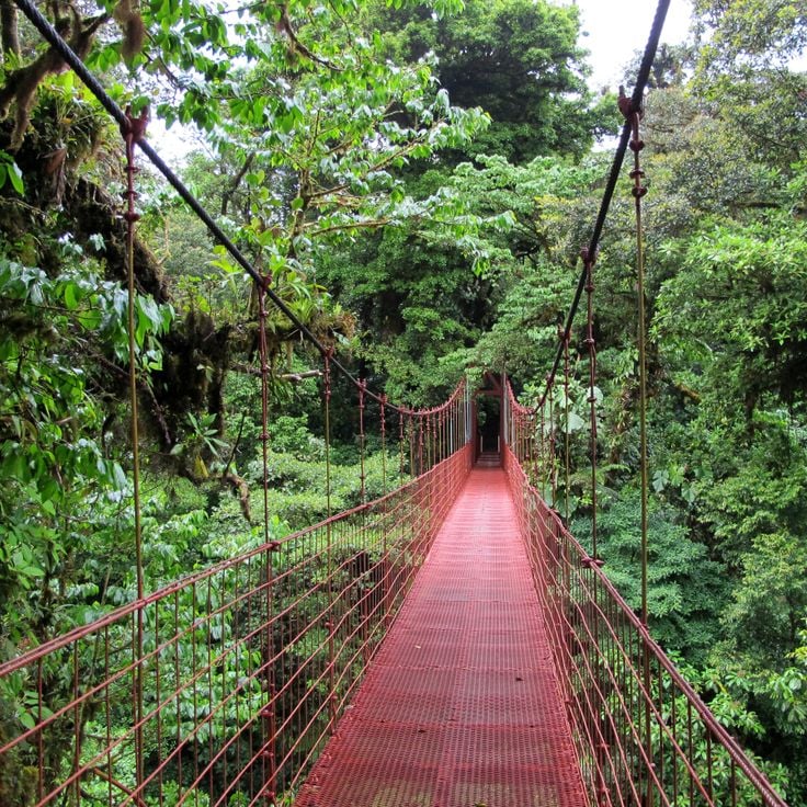 Monteverde Cloud Forest