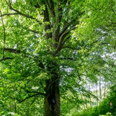 Lípa za kynžvartským kostelem