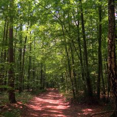 Forst Dianenslust und Stadtwald Schweinfurt
