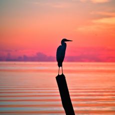 Great White Heron National Wildlife Refuge