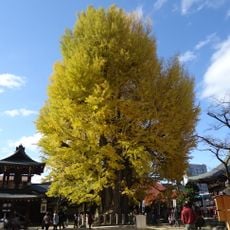 Great Ginkgo of Hida Kokubun-ji