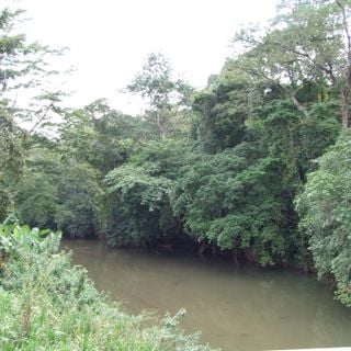 Kimboza Forest