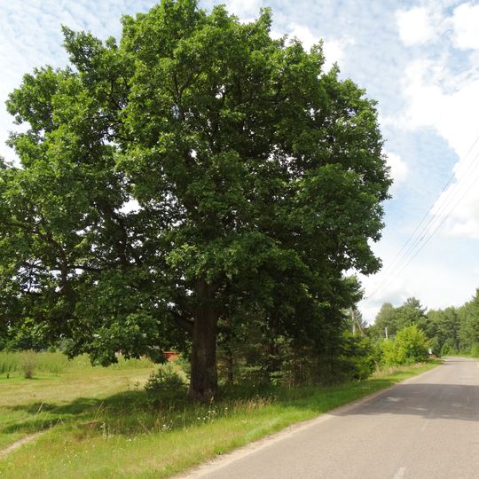 Vaišniūnų ąžuolas