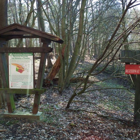 Rezerwat przyrody Las Liściasty w Promnie