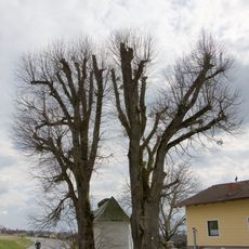 Zwei Kapellenlinden von Tarsdorf