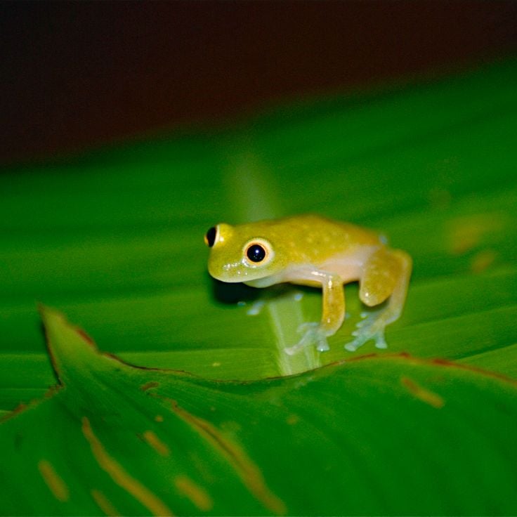 Riserva Naturale della Montagna Grand Matoury
