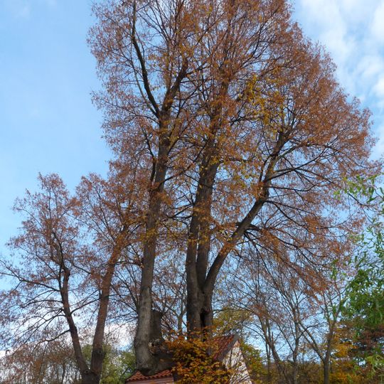 Lípy u kaple sv. Jana Křtitele