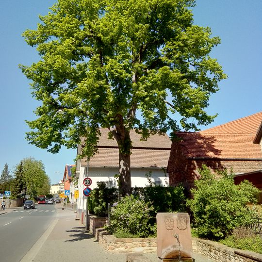 Prinzregent Luitpold-Linde