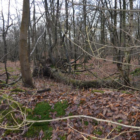 Redwell Wood