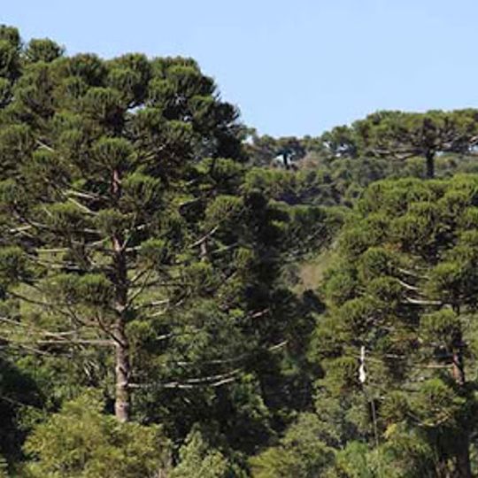 Parque Estadual Bosque das Araucárias
