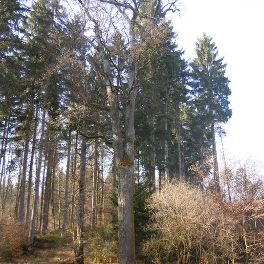 Prinz-Friedrich-Eiche am Stellrücken