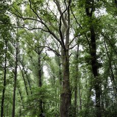 Platanus acerifolia by Mělník