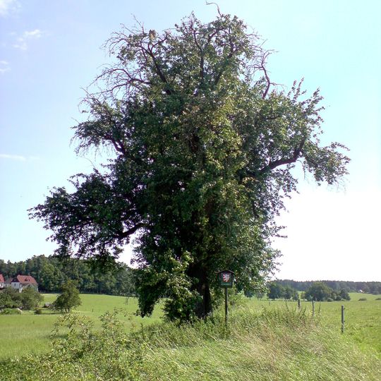 Stříbřecká hrušeň