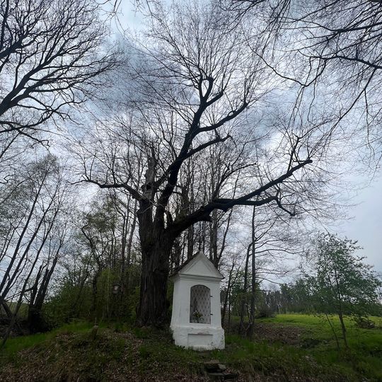 Dub u rybníka Pelikán