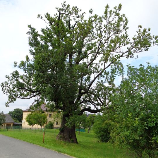 Jasan ztepilý v Oldřichovicích