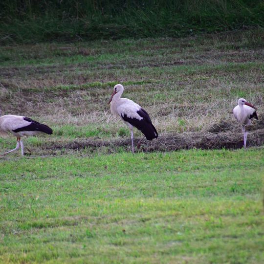 Ostertal zwischen Herchweiler und Marth