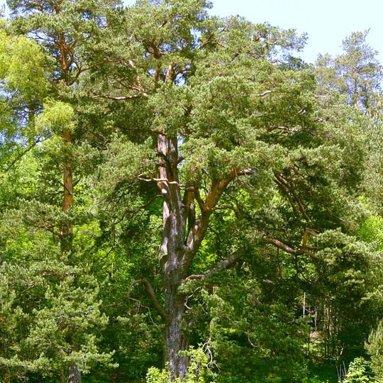 Scots Pine in Veľké Borové