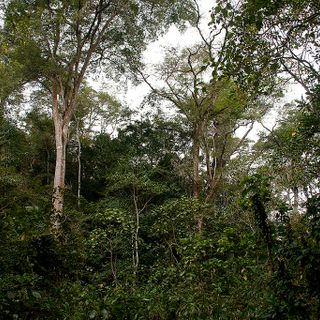 Moribane Forest