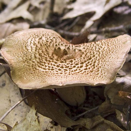Broad Meadow Brook Conservation Center and Wildlife Sanctuary