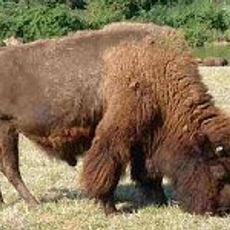 Bisonnerie de Borde Basse