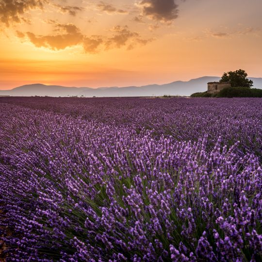 Plateau de Valensole