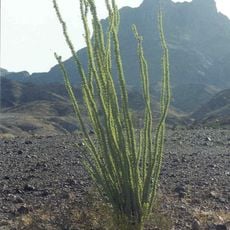 Muggins Mountain Wilderness