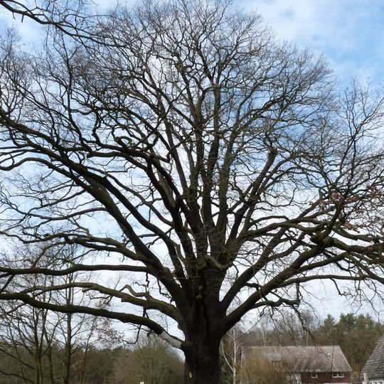 ND 292-01 Eiche in Kemnitz